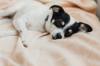 animals sleep