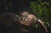 animals sleep