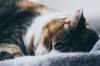 animals sleep