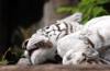 animals sleep