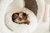animals sleep