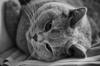 animals sleep