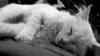 animals sleep