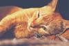 animals sleep