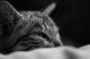 animals sleep