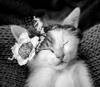 animals sleep