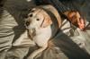 animals sleep