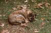 animals sleep