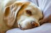 animals sleep