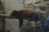 animals sleep