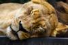animals sleep