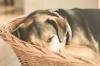 animals sleep