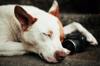 animals sleep