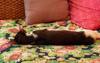 animals sleep