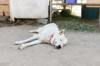 animals sleep