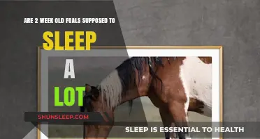 Foal Sleep Patterns: Why Do They Nap So Much?