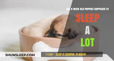 Puppies at 6 weeks: Sleeping patterns and habits