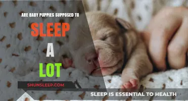 Understanding Newborn Puppies' Sleep Patterns: Is All That Napping Normal?