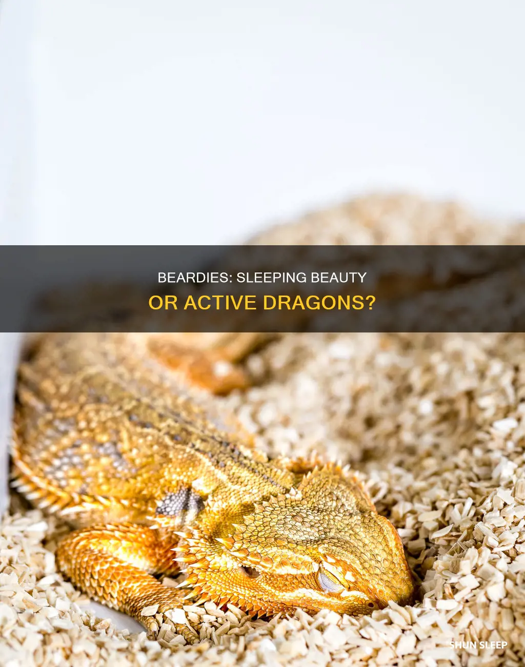 are beardies suppose to sleep all day