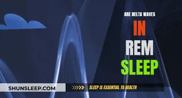 Delta Waves: The Link to REM Sleep Explained