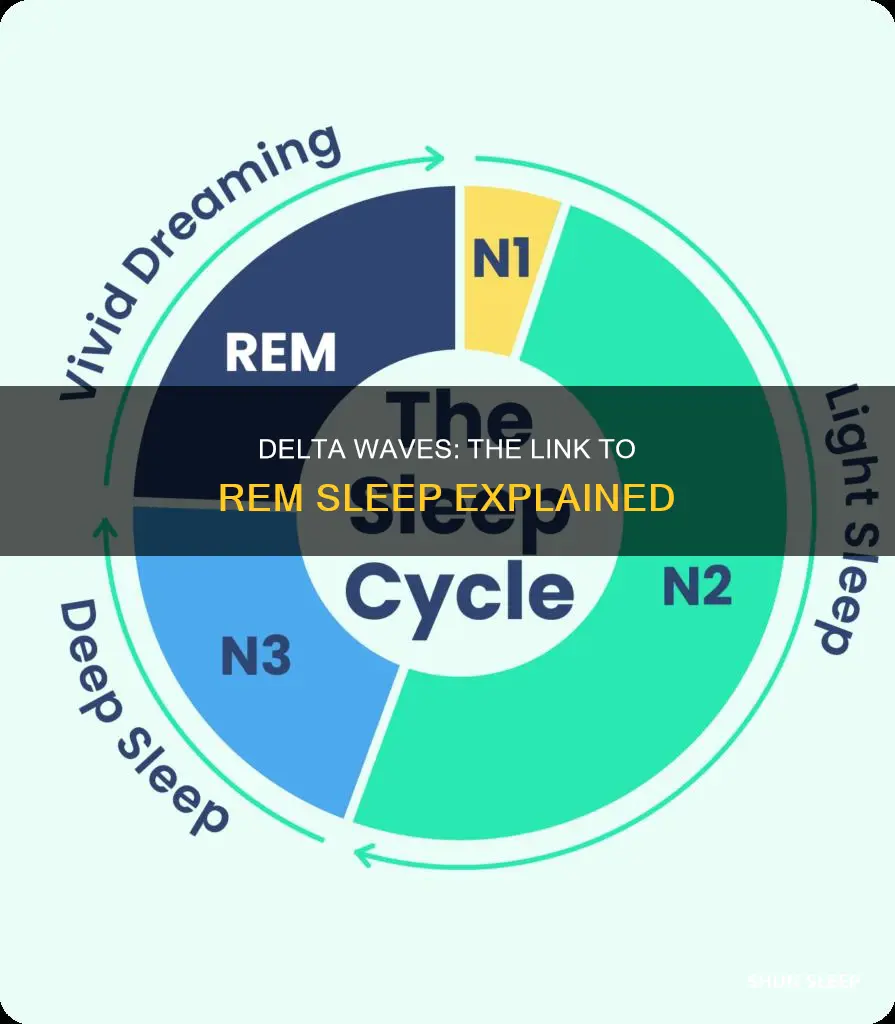 are delta waves in rem sleep