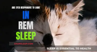 Light Sensitivity During REM Sleep: Eyes' Response