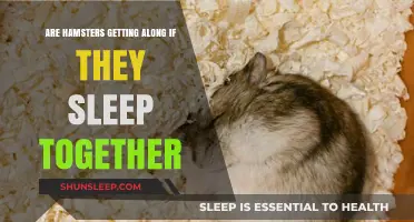 Do Hamsters Bond When They Sleep Together? Understanding Their Behavior