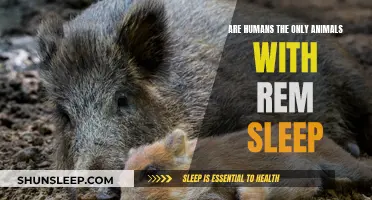 The Mystery of REM Sleep: Humans and Animals Compared