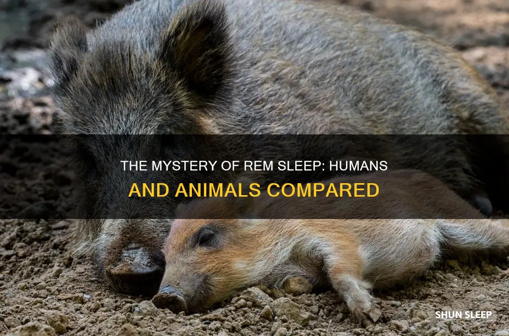 are humans the only animals with rem sleep