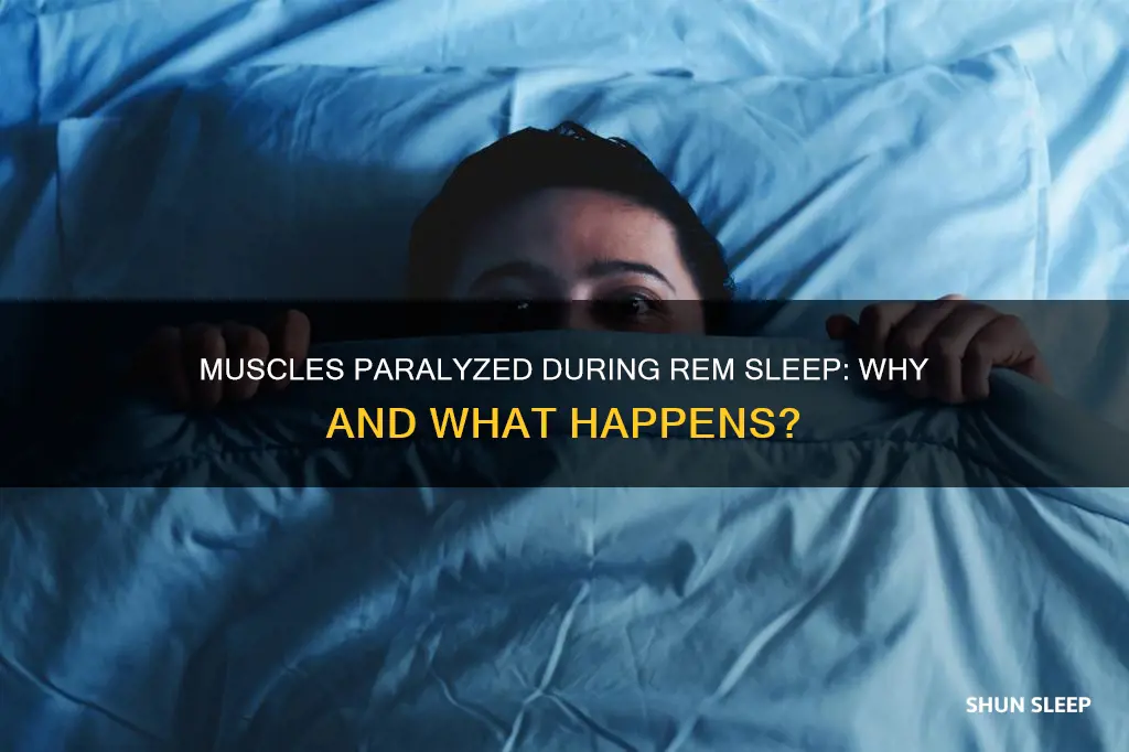 are muscles paralyzed during rem sleep