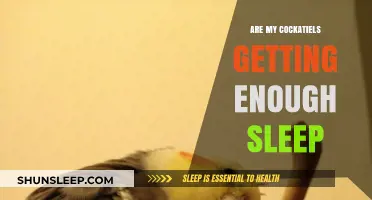 Ensuring Your Cockatiels Get Adequate Rest: A Sleep Guide