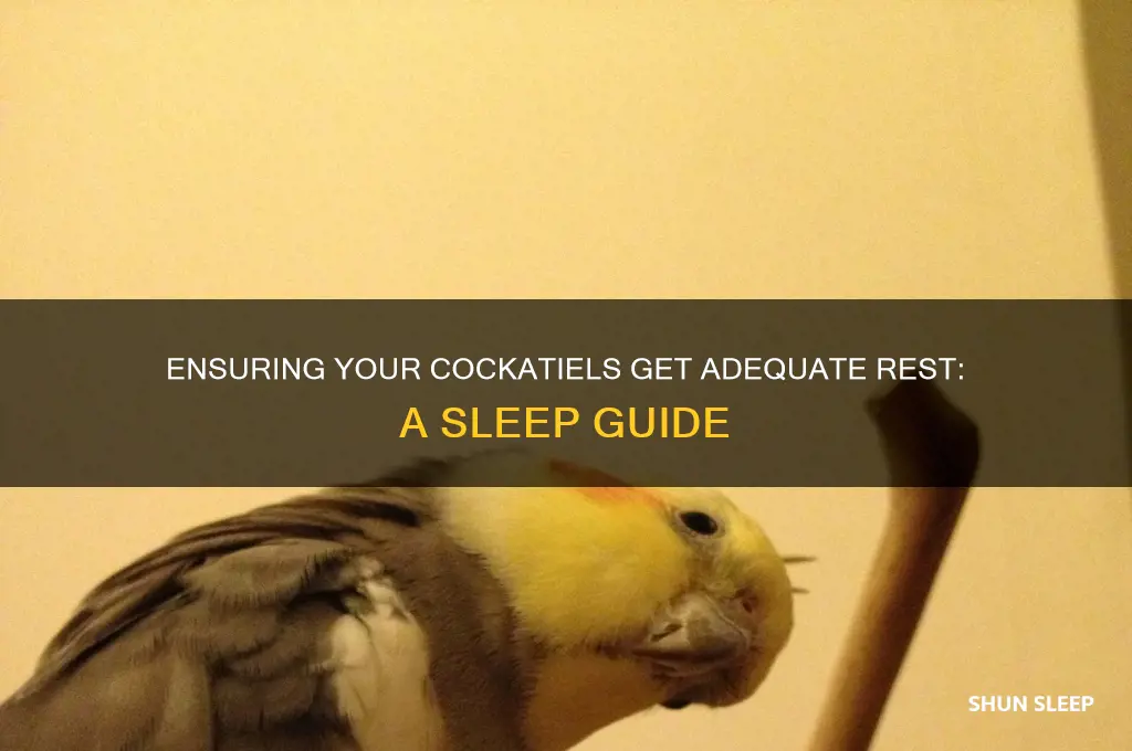 are my cockatiels getting enough sleep