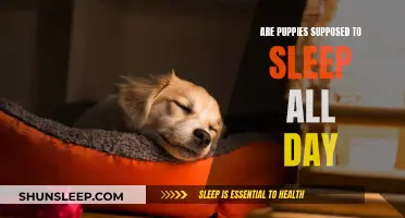 Puppies' Sleep: What's Normal and What's Not?