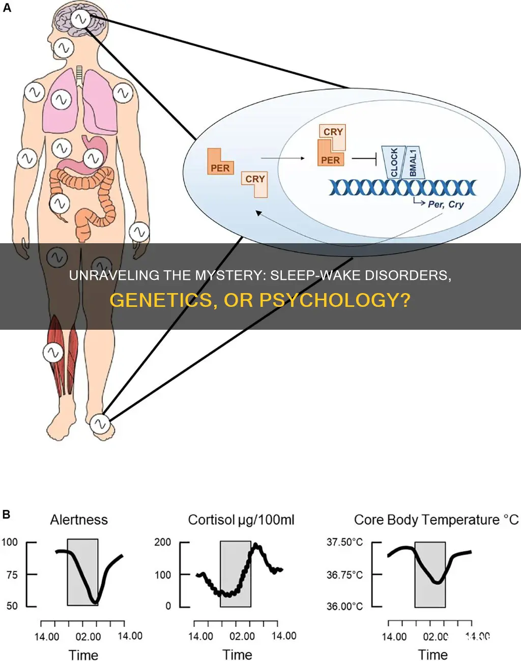 are sleep wake disorders psychological or genetic