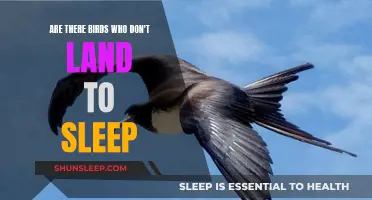 Some Birds Never Land to Sleep: Why?