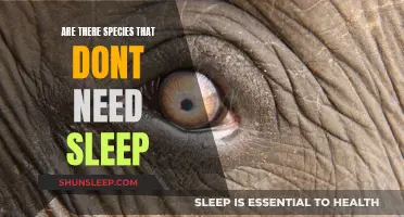 The Mystery of Sleepless Species: Nature's Insomniacs Revealed