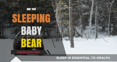 Are You Sleeping, Baby Bear? Exploring the Science of Bear Hibernation