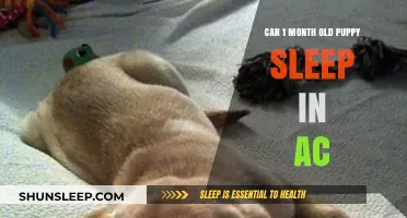Puppy Care: Sleeping in AC Safe?