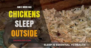 Chickens' Outdoor Sleep: When is it Safe?