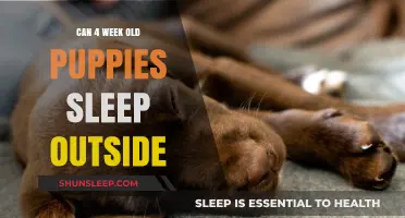 Puppies' Outdoor Sleep: When is it Safe?