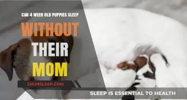 Puppies' First Month: Sleeping Without Mom