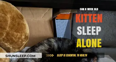 Kitten Care: Sleeping Alone at 8 Weeks