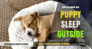 Puppy Sleep Training: Outside or Inside?