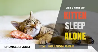 Kitten Care: Sleeping Alone at Two Months