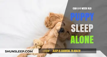 Puppy Sleep Training: When Can They Sleep Alone?