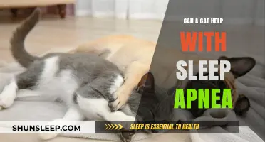 Can Cats Improve Sleep Apnea Symptoms? Exploring Feline Companionship Benefits