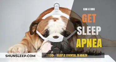 Can Dogs Develop Sleep Apnea? Understanding Canine Sleep Disorders