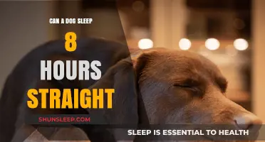 Can Dogs Sleep 8 Hours Straight? Understanding Canine Rest Patterns