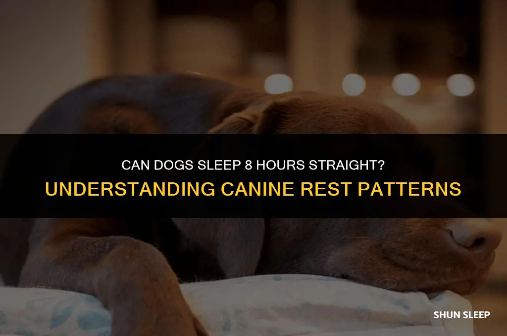 can a dog sleep 8 hours straight