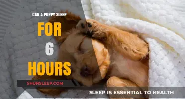 Puppy Slumber: Unraveling the Mystery of 6-Hour Naps